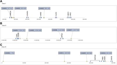 Microsatellite markers of the major histocompatibility complex genomic region of domestic camels